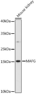 Western Blot: MafG Antibody [NBP3-04466] - Western blot analysis of extracts of various cell lines, using MafG antibody (NBP3-04466) at 1:1000 dilution. Secondary antibody: HRP Goat Anti-Rabbit IgG (H+L) at 1:10000 dilution. Lysates/proteins: 25ug per lane. Blocking buffer: 3% nonfat dry milk in TBST. Detection: ECL Enhanced Kit. Exposure time: 90s.